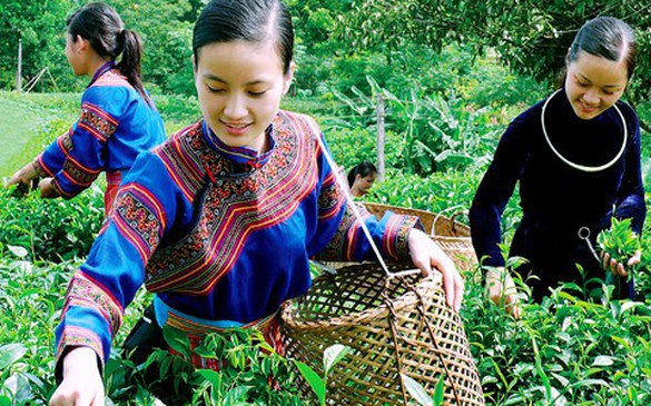Sản xuất theo GAP để nâng giá trị chè Việt